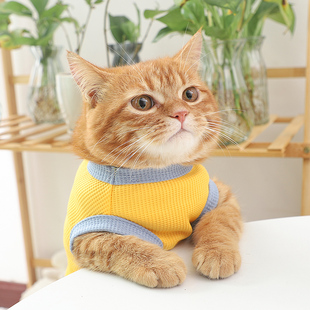 薄款 可爱熊背心猫咪衣服夏季 小猫布偶幼猫防掉毛夏天透气夏德文猫