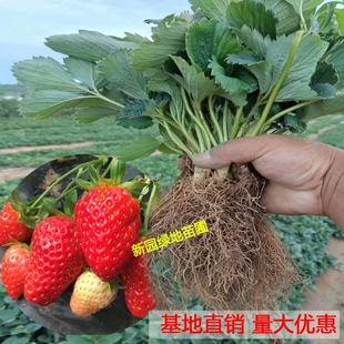 四季 草莓苗奶油红颜草莓秧大棚种植草莓盆栽当年结果新苗带土果苗