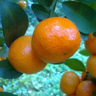 正宗临海涌泉早熟蜜橘苗无核橘子树苗嫁接无籽柑橘桔子苗当年结果