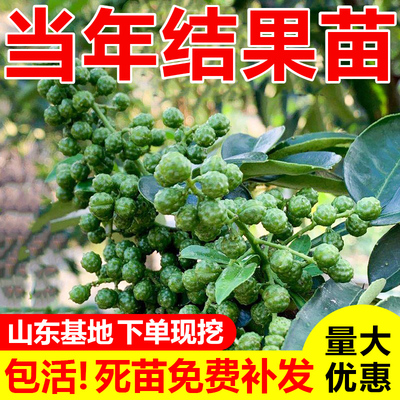 花椒树苗大红袍四川食用麻阳