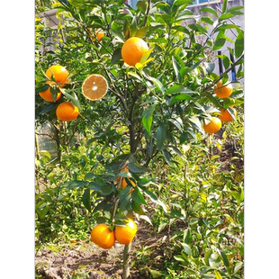 091沃柑苗 嫁接苗 无籽无核 香橙红橘 四川果苗 树苗 苗木 柑橘苗