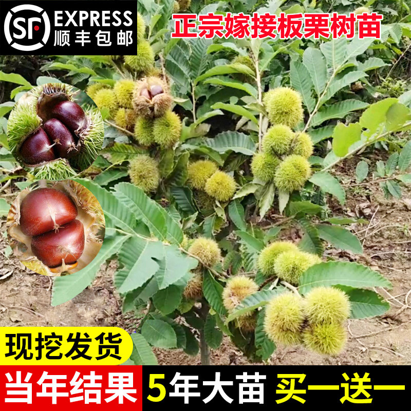 板栗苗树南方北方种植大红袍当年结果地栽特大嫁接板栗树果树果苗