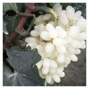 新品种 马奶提子无核奶油葡萄 白牛奶葡萄苗南方北方种植当年结果