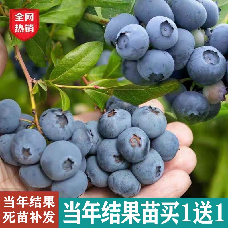 蓝莓树果苗带土带花苞带果南方北方地栽盆栽兔眼奥尼尔特大蓝莓苗 鲜花速递/花卉仿真/绿植园艺 果树 原图主图