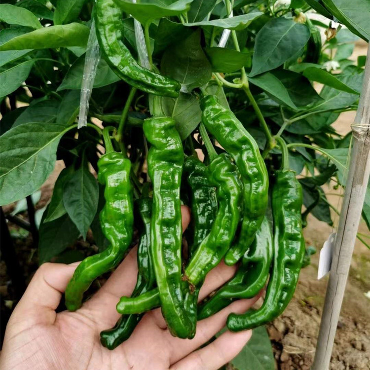 皱皮辣椒种子浓绿大果薄皮枣庄辣子鸡皱皮辣椒种子庭院阳台易种