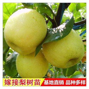 黄花梨梨子苗树梨树果苗嫁接梨树水果苗嫁接苗特大当年结果地栽