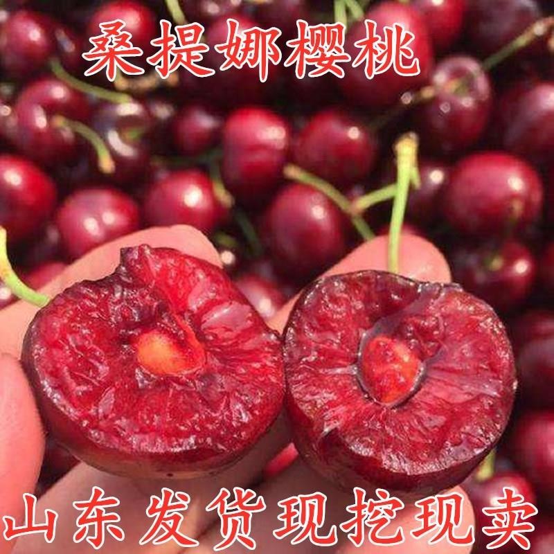 桑提娜种植树苗南北方庭院樱桃田园嫁接种植车厘子果树苗盆栽树苗