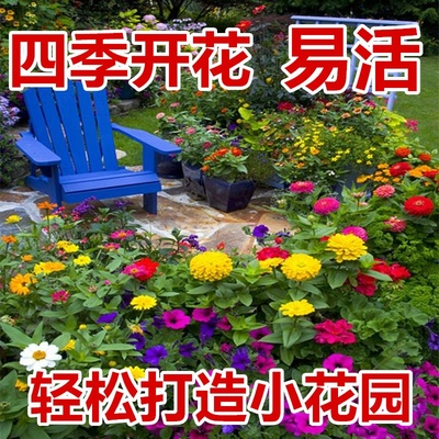 野花组合室外庭院花园易活各种花籽一年四季都开花夏季花种子户外