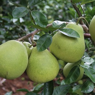 柚子树苗安福蚕子当年结果南方地栽盆栽室内四季嫁接三红肉柚子苗