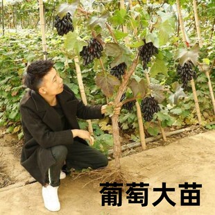 美国甜蜜蓝宝石葡萄树苖阳光玫瑰提子树苗金手指当年结果嫁接果树
