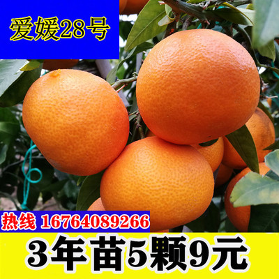 爱媛28号红美人柑橘树苗嫁接橘子苗早熟爱媛38植果冻橙橘子苗