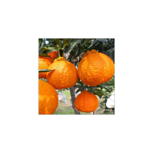 四川丑橘树苗不知火丑桔苗丑橘苗丑八怪苗不知火果树苗丑桔丑橘树