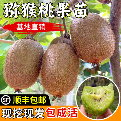 红心猕猴桃树果苗盆栽南方北