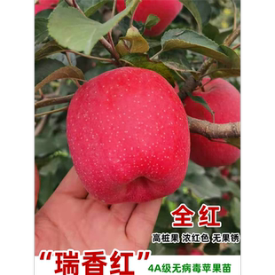 瑞香红苹果树树苗嫁接矮化全红高桩无果锈晚熟北南方种植果树果苗