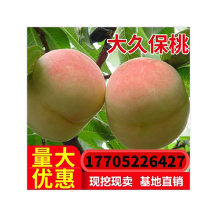 平谷大桃树 大久保桃苗 水蜜桃树苗嫁接苗 嫁接桃苗 南方北方种植