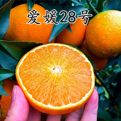 正宗象山红美人柑橘苗爱媛28号38号早熟桔子树苗南方种植当年结果