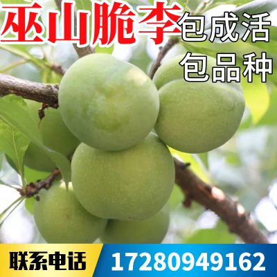 巫山李子树苗脆李苗南北方地栽特大果苗盆栽嫁接甜脆脱骨当年结果