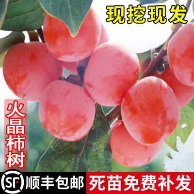 嫁接柿子树果苗日本脆甜磨盘