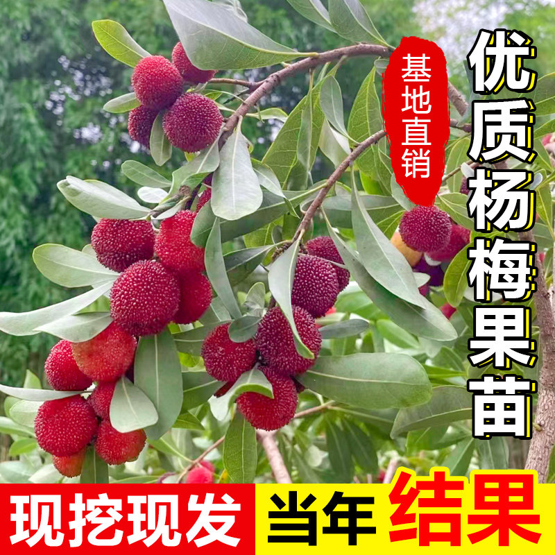嫁接东魁杨梅树树苗地栽果树苗当年结果正宗特大杨梅苗南北方种植