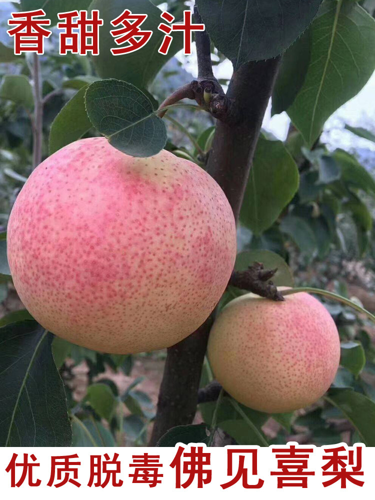 佛见喜梨树苗嫁接晚熟梨树庭院盆栽地栽南北方种植当年结果果树苗