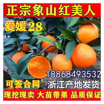 正宗爱媛28号 象山红美人爱媛38号甘平柑桔橘子苗嫁接苗 桔子树苗