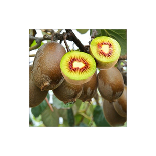 东红猕猴桃苗盆栽自花授粉当年结果南北方种植红心嫁接带果树苗