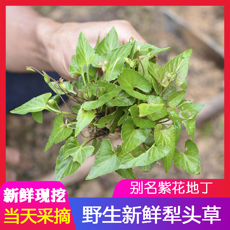 野生犁头草500g农家挖紫花地丁三角草犁头尖地丁草晒干新货紫金锁
