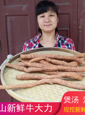 广东新鲜牛大力现挖牛大力薯500g野生金钟根养生泡酒煲汤材料汤料