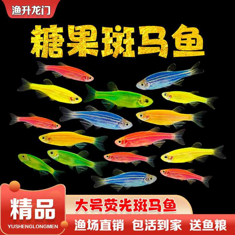 灯科鱼斑马鱼活体冷淡水新练手好养红绿宝莲灯小型热带观赏金鱼苗