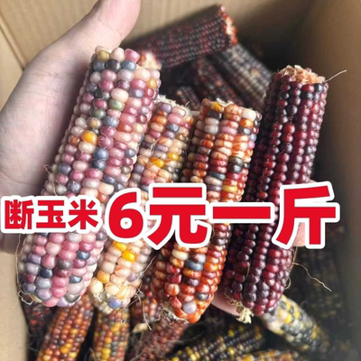 断玉米缺粒玉米仓鼠磨牙小玉米磨牙棒兔子零食金丝熊瑕疵品粮食