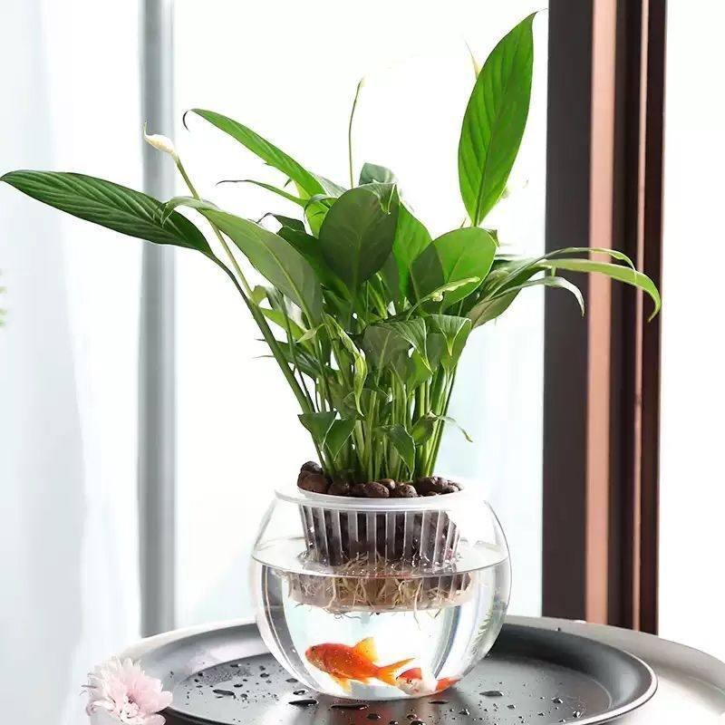 微景观塑料花瓶圆球圆形金鱼缸乌龟缸办公室客厅摆件水养生态缸