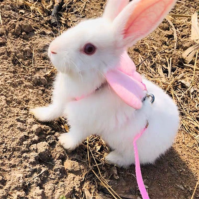 兔子牵引绳 遛兔绳带链子 牵兔绳小兔子 龙猫 仓鼠 松鼠 牵引绳