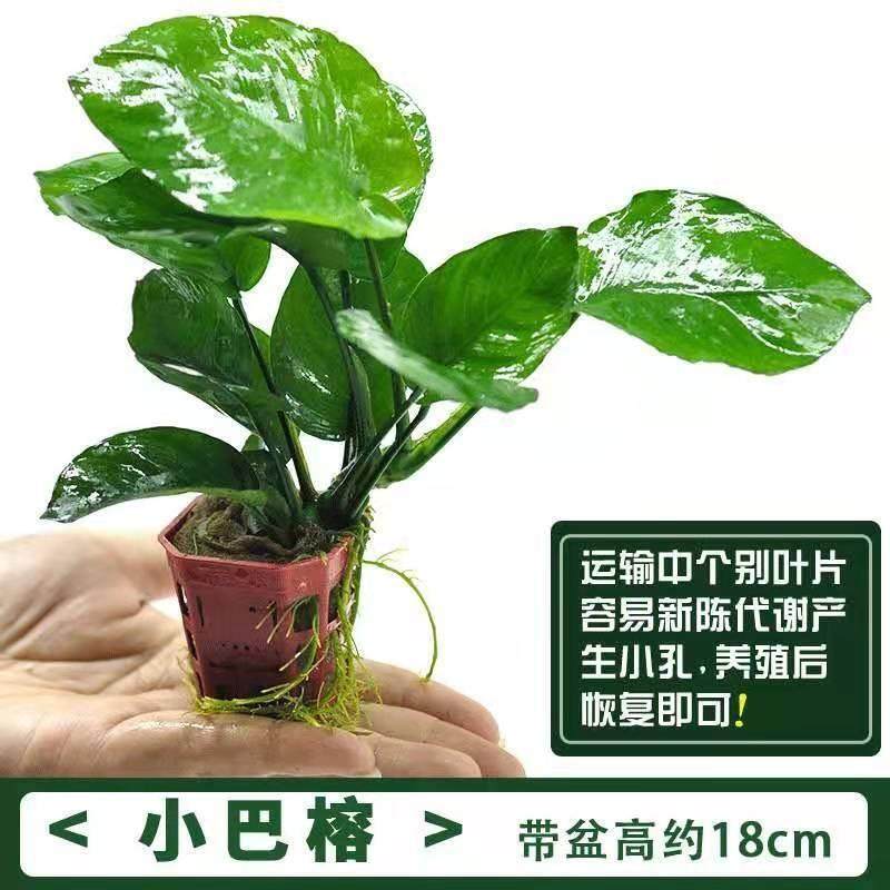 特价 水族箱造景水榕沉木活体水草大叶榕淡水无土植物后景真水草