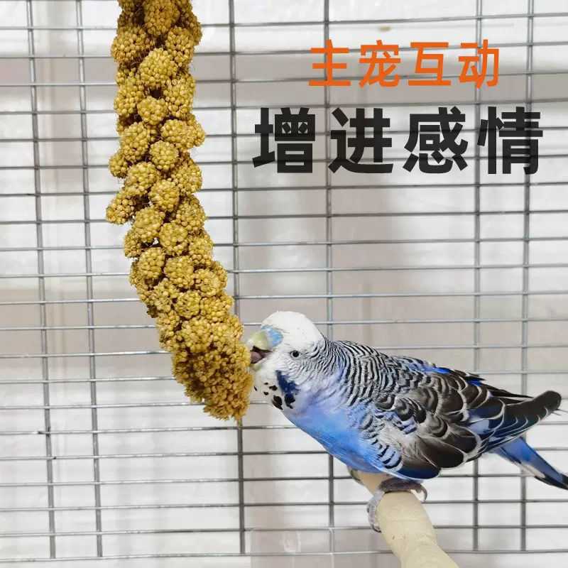 新谷穗 天然谷穗 鹦鹉零食黄谷穗仓鼠粮小米穗优质鸟饲料专用