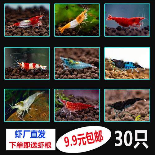 观赏虾小虾除藻虾淡水虾宠物虾极火蓝丝绒黄金米香吉士樱花黑壳虾