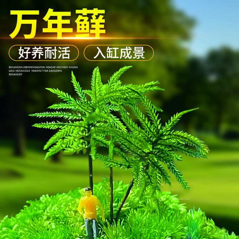万年藓水草苔藓棕榈莫斯鲜活苔藓鱼缸水族箱生态瓶雨淋缸造景水草