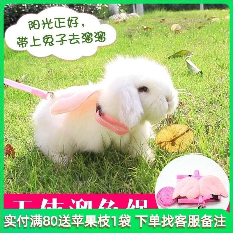 兔子牵引绳防挣脱遛兔子神器遛兔绳兔子牵引带可调节胸背带绳外出
