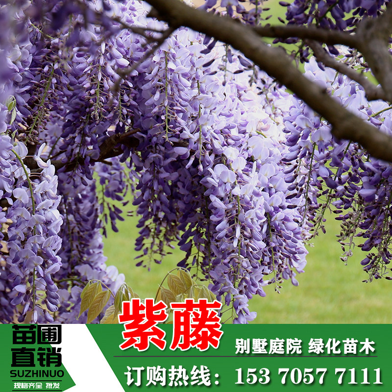 蔓藤植物价格 蔓藤植物图片 星期三