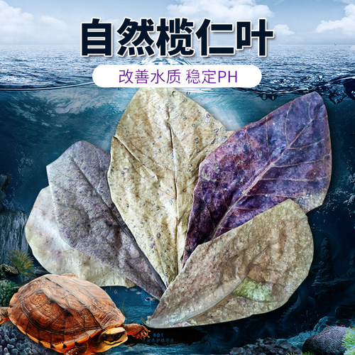 榄仁叶改善水质调节PH防腐龙眼叶
