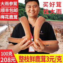 鹿茸整枝新鲜鹿茸片血片正品100g吉林梅花鹿泡酒料药材正宗非500g