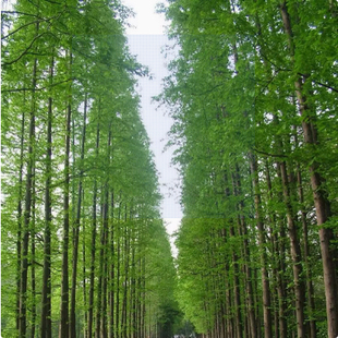 水杉苗水杉树苗 云杉池杉小苗 落羽杉中山杉树苗 庭院绿化 景观树