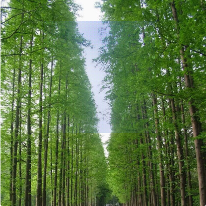 水杉苗水杉树苗云杉池杉小苗