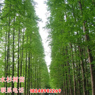 水杉苗水杉树苗 云杉池杉小苗 落羽杉中山杉树苗 庭院绿化 景观树