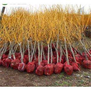 国槐树庭院黄金槐刺槐龙爪槐大小苗槐花绿化苗双季槐树工程苗