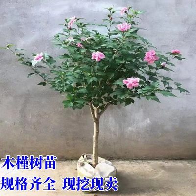 重瓣木槿花工程绿化苗