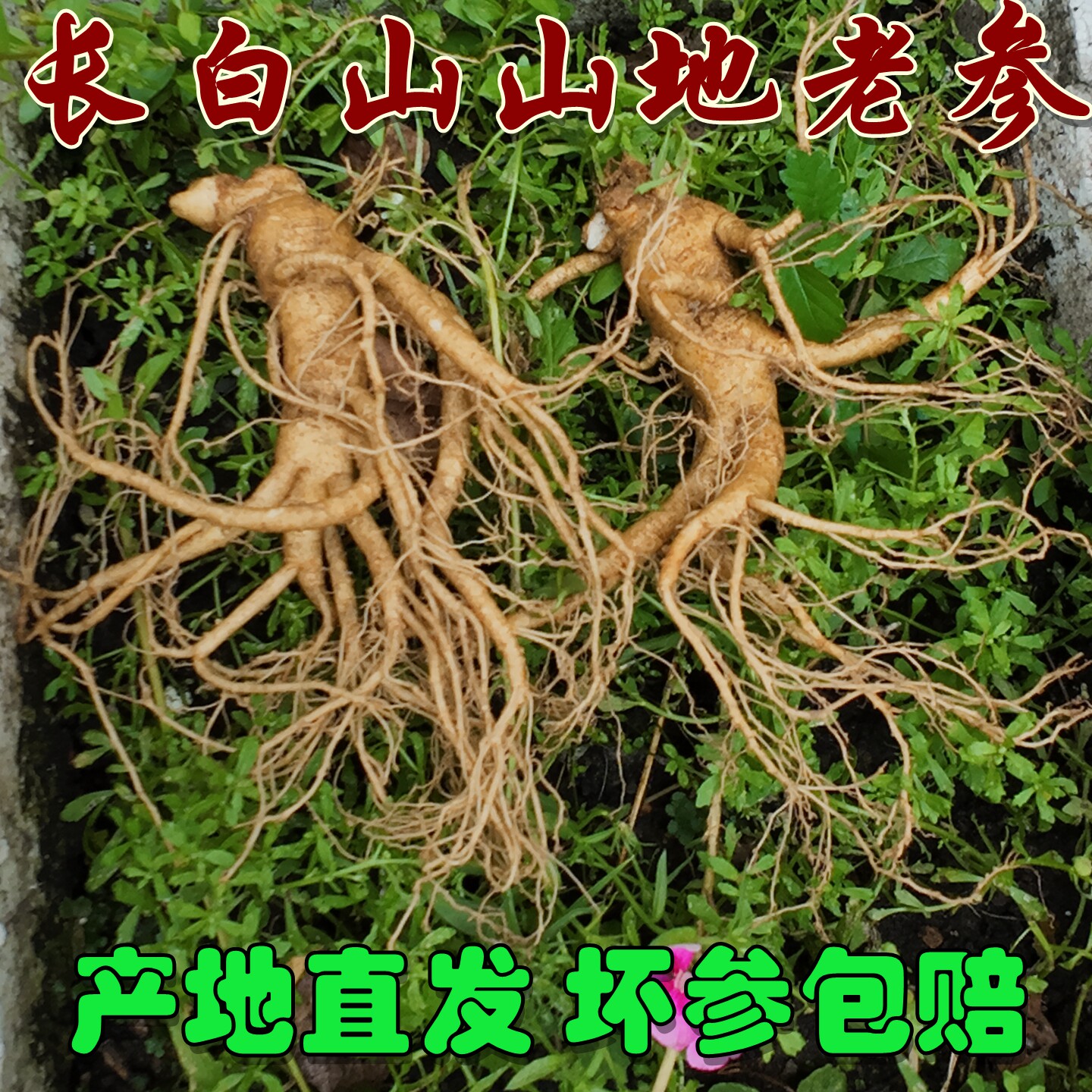 吉林现挖生林下参长白山新鲜人参山地整支老特大人参园参煲汤泡酒