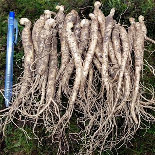 带土1-10支人参苗盆栽长白山鲜人参种苗花卉送种子山参苗室内包邮