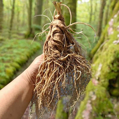 新鲜人参长白山10年特大现挖山参