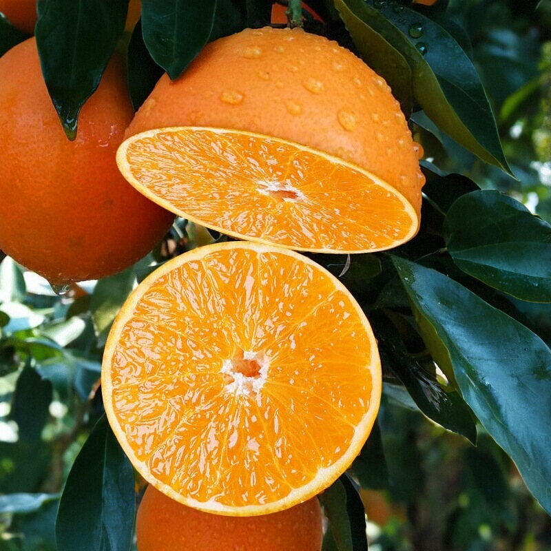 正宗赣南脐橙爆汁香甜报恩大橙鲜