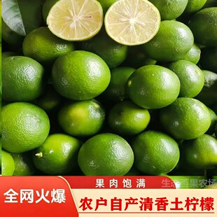 精选广西土柠檬牛脚子新鲜现摘本地土柠檬小青柠檬腌制咸柠檬专用